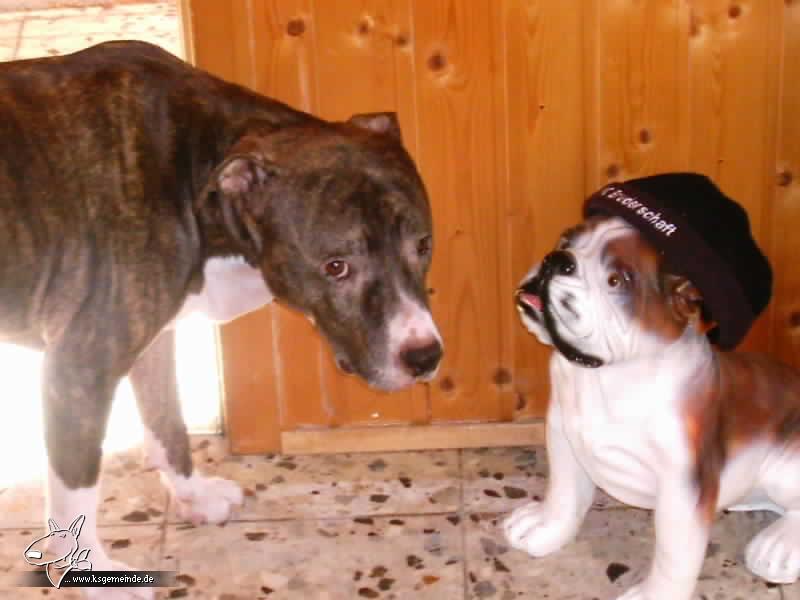 meine doggis,die schwarz-weisse musste leider am 15.01.06 eingeschl.werden,hatte knochenkrebs,arme m