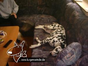 Meine Hunde