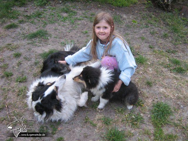 Meine Kampf Collies:-)