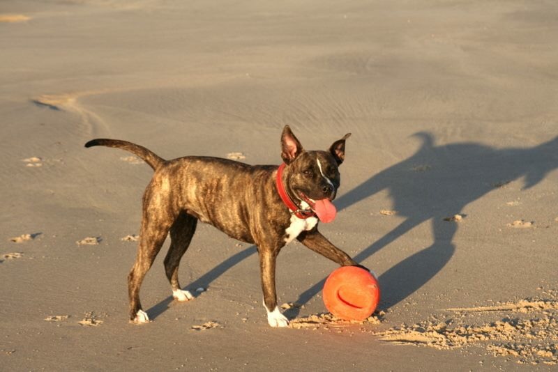 Mila auf Sylt