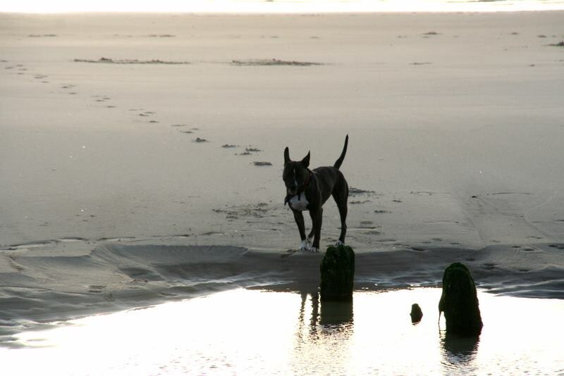 Mila auf Sylt