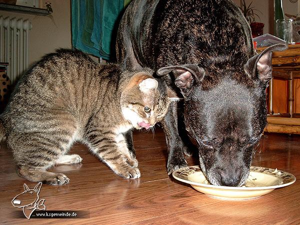 Momo und Ronja beim Tellerschlecken