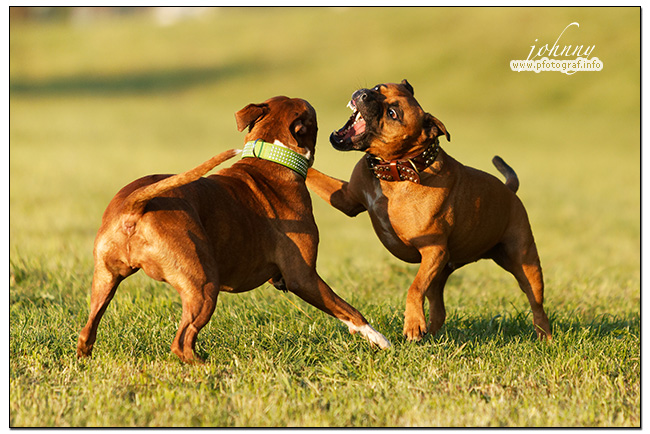 Murphy, Lilly Und Sunny