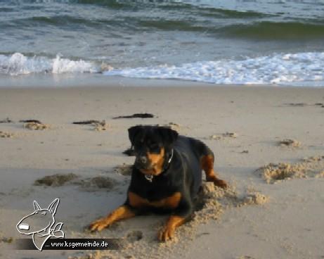 Nala am Nordseestrand