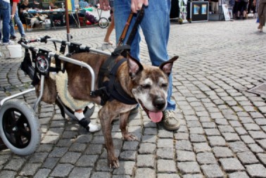 Naomi Jetzt Mit Rollwagen (auf Dem Soka Run 2011)