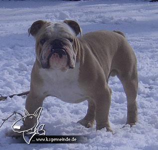 Oscar im Schnee