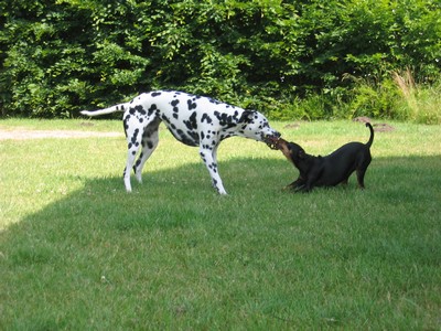 Pepper & Böhnchen