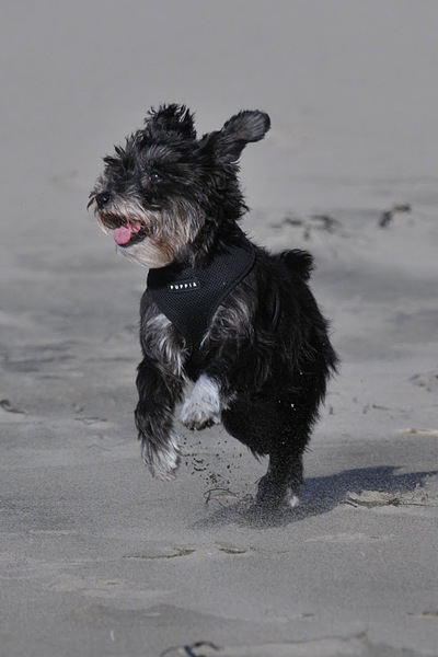 Phoebe On The Beach