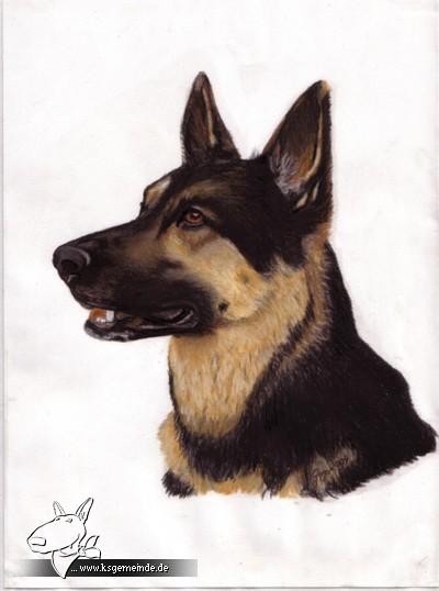 Portrait Schäferhund India