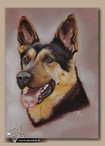 Portrait Schäferhund