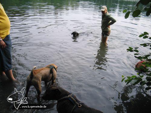 Puschel und unsere vier Doggies im Wasser
