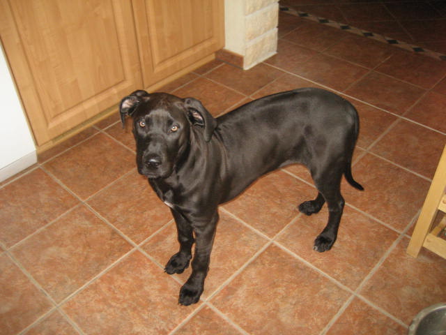 Ridgeback Doggen Mix