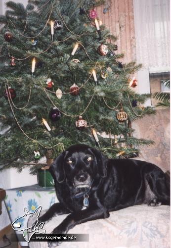 Roddy an Weihnachten 2002