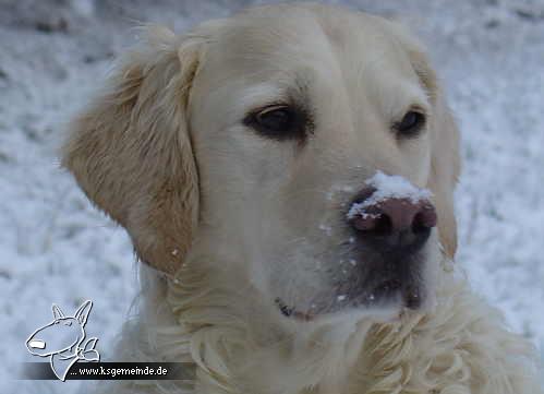 Sam, mein Schneebärchen