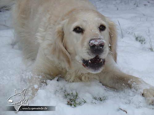 samschneegesichtverkl4