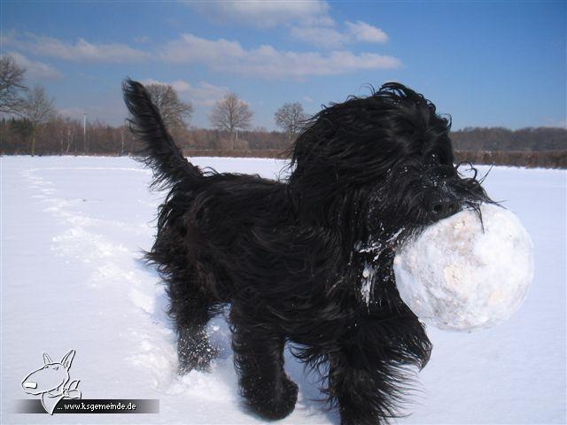 Schneeballwutz