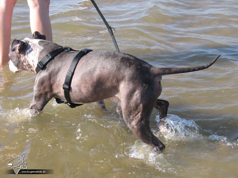 Scotte in der Nordsee