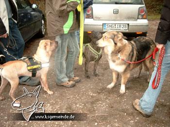 Sharky,Ricky und Stella