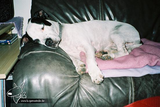 sheela auf dem sofa