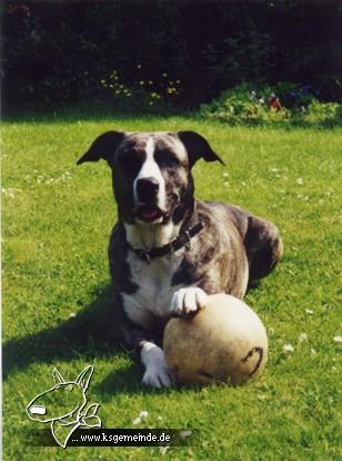 Sherry mit Ball