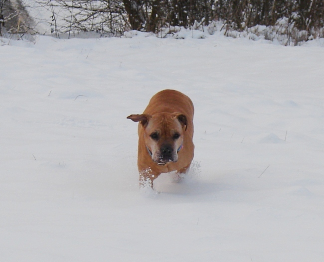 Shiwa Im Schnee