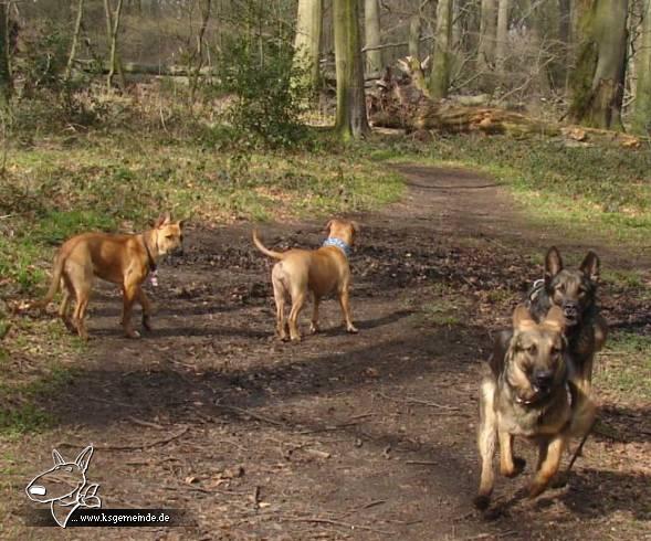 Shiwa und die Schäferhunde