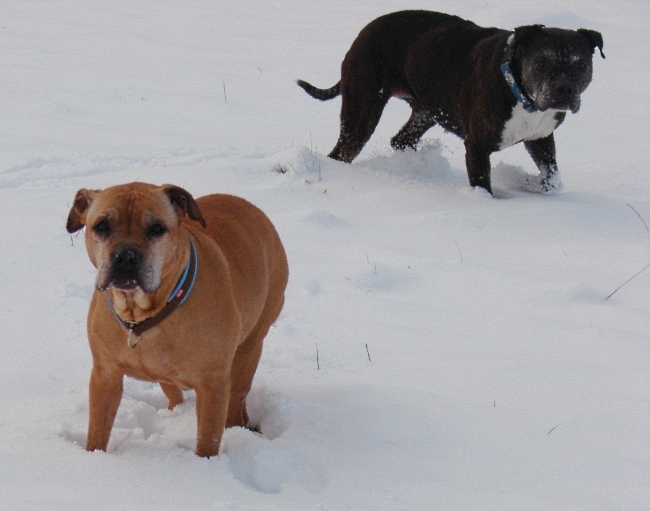 Shiwa Und Lilou Im Schnee