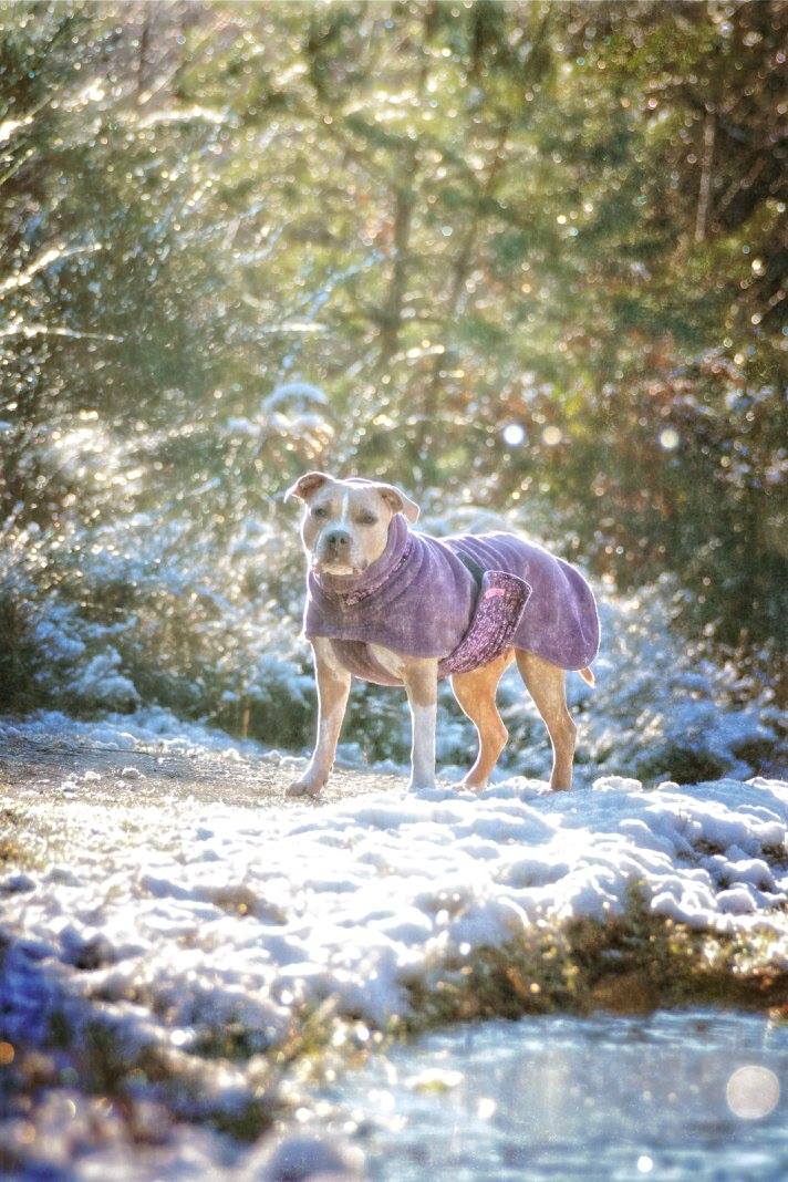 Snow Princess Daisy