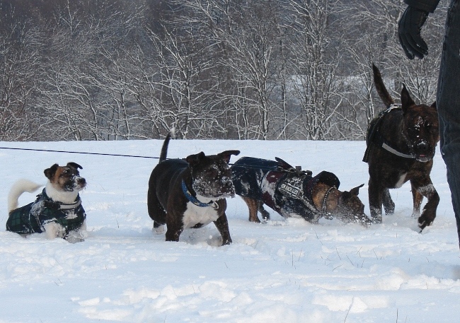 Spaß Im Schnee