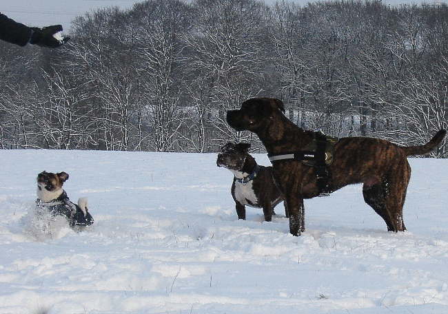 Spaß Im Schnee