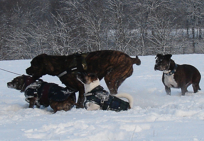 Spaß Im Schnee