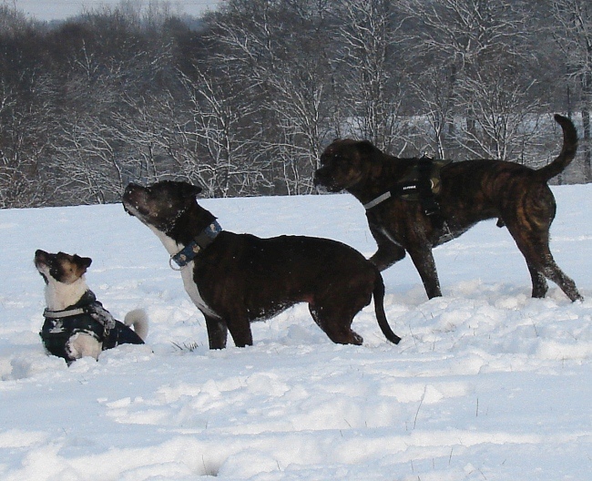 Spaß Im Schnee