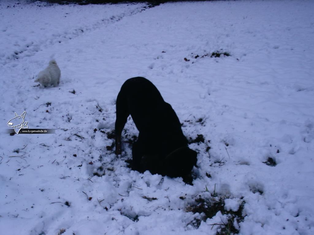 Speedy im Schnee