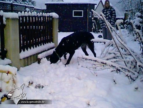 Stasky im verschneiten Garten