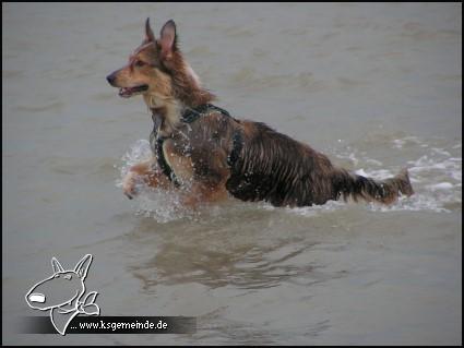Stella im Wasser