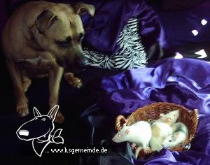 Tammy und die 3Neuen