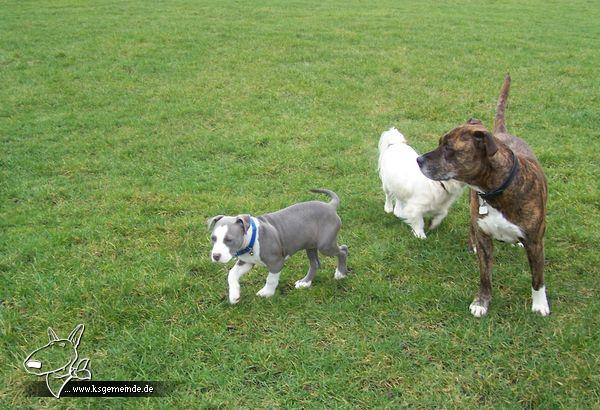 Tamy, Chicco und Atti