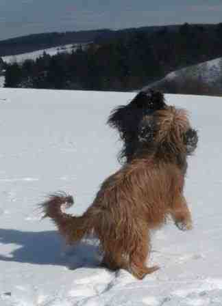 Tango In The Snow