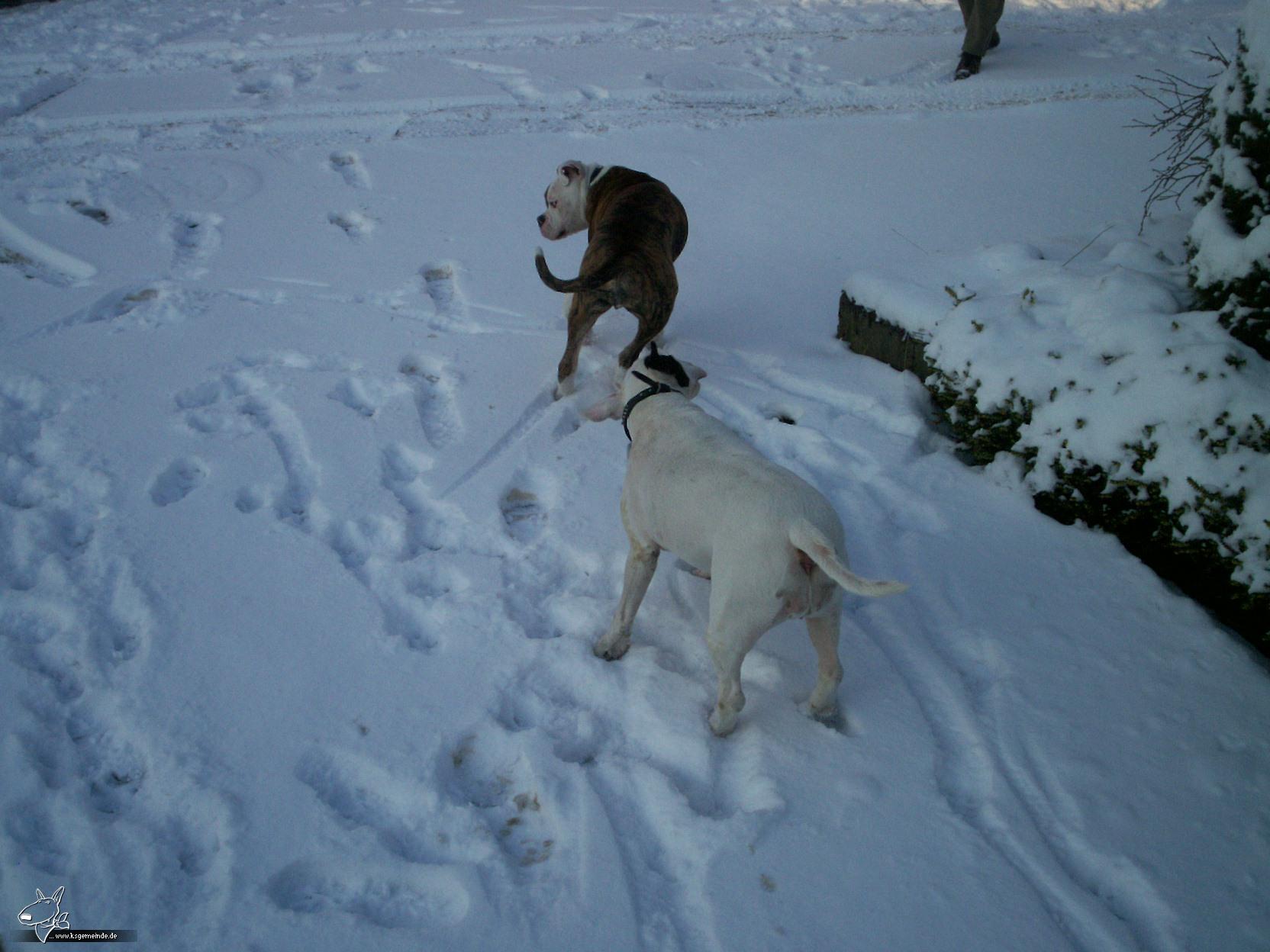 Toben im Schnee 1