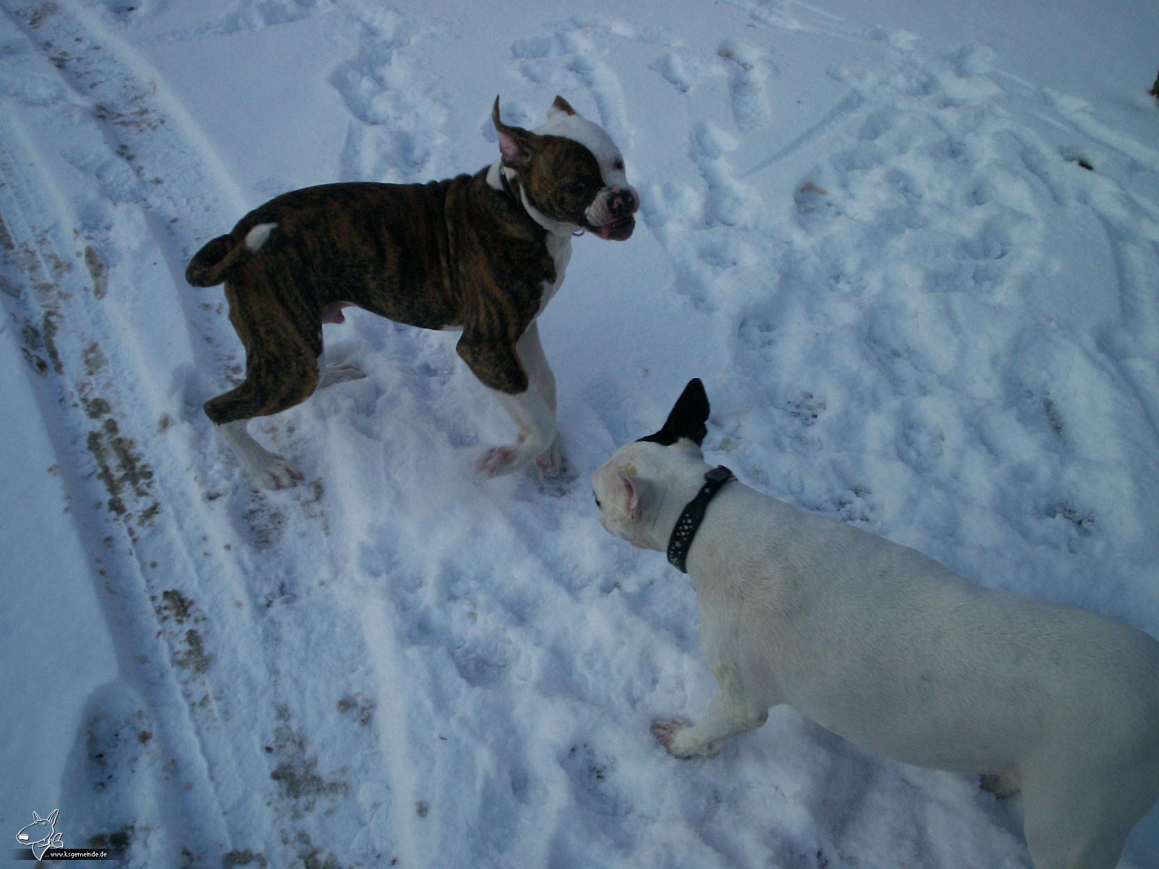 Toben im Schnee 2