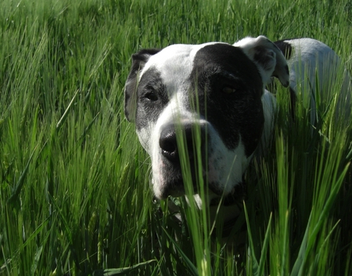 Unser Pfingstspaziergang 2008