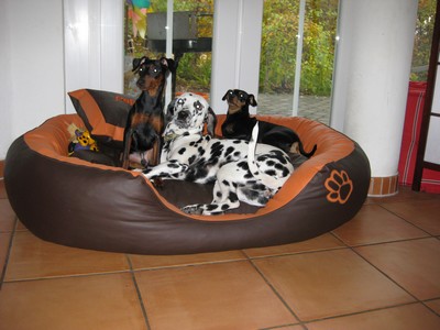 Unsere Hunde