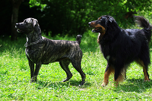 Vicky Und Bakura Beim Ballspielen