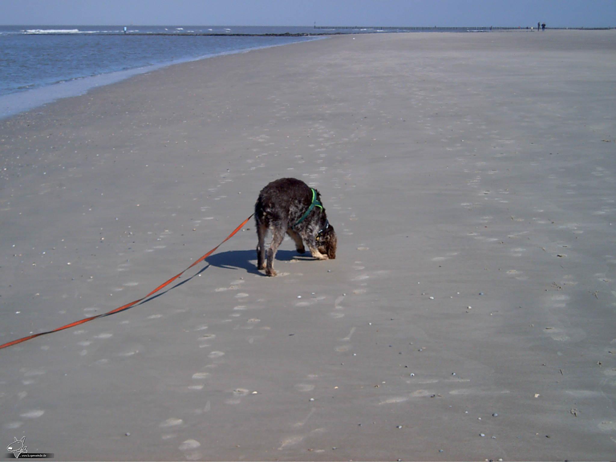 Wangerooge