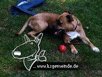 Will da wer an meinen Ball ???