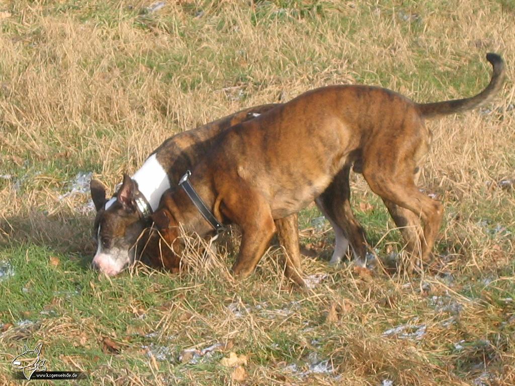 Wo sind die Mäuse???