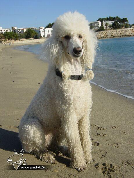 Wodka am Meer