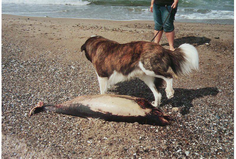 Wolf Pisst Auf Wal