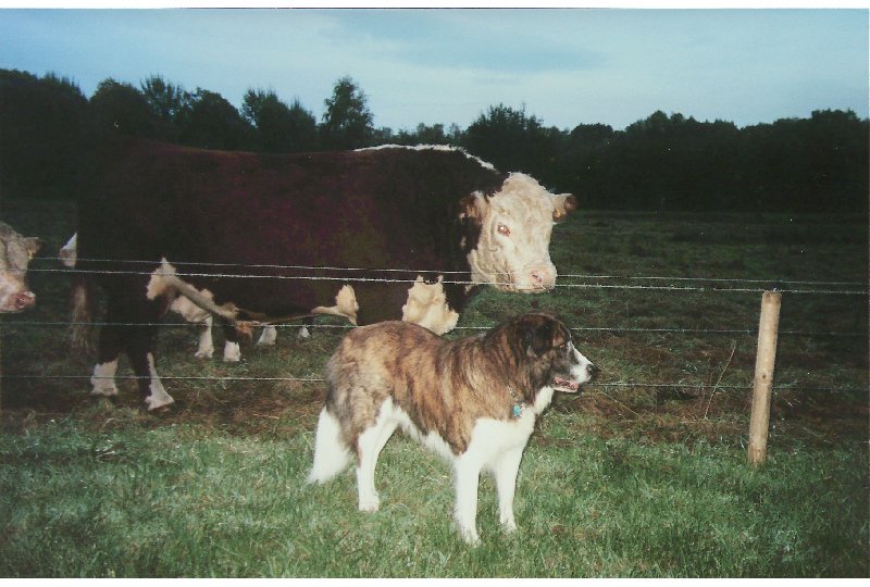 Wolf Und Hereford Bulle