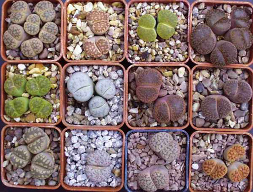 lithops-1.jpg